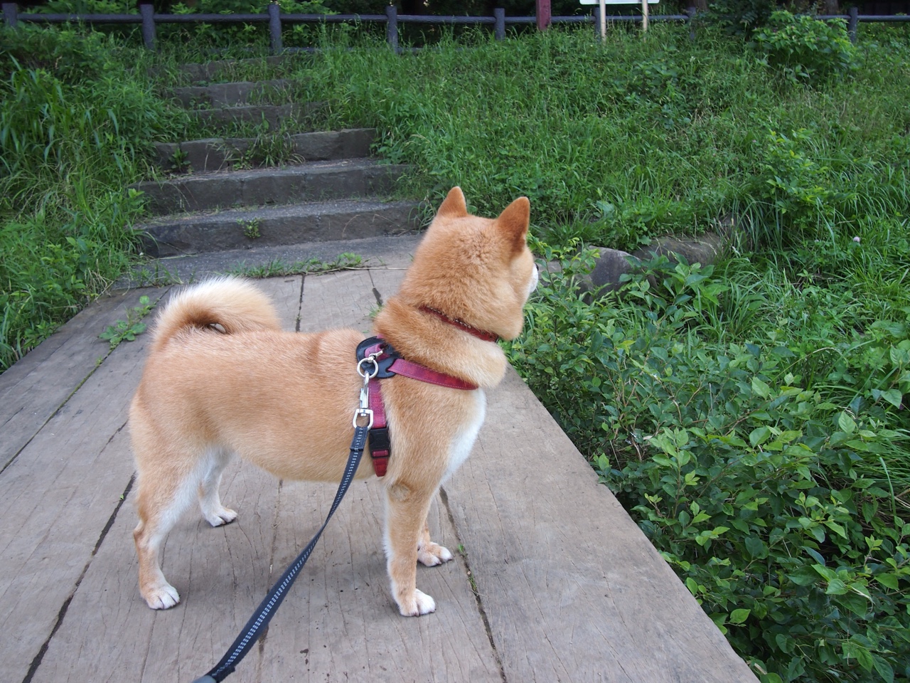 【大都会强势领跑】明星投手与强打阵容齐头并进，大都会首富