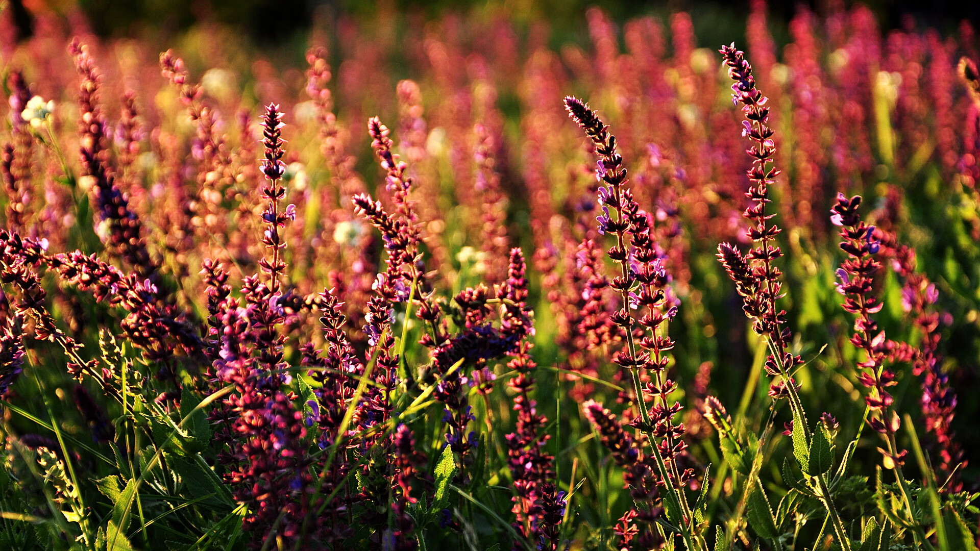 九游娱乐(jiuyou)官方网站-拜仁锋线新星持续高光表现，未来潜力无限，拜仁 新星