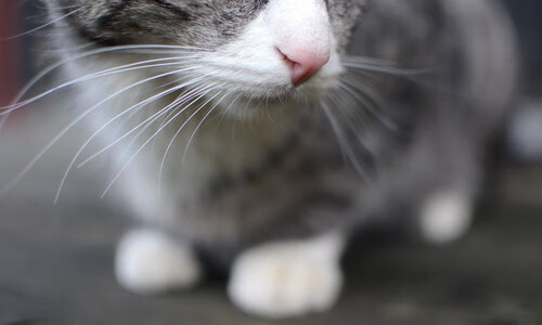 九游网页版官网-电竞赛事直播带货新潮流，产业链延伸无限可能，电竞平台直播