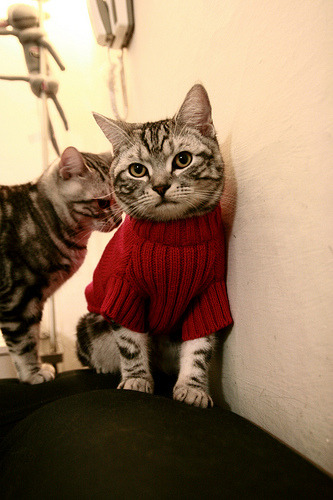 JiuyouAPP下载-运动员退役转型路径多样化，行业发展新气象，退役运动员转型与发展的法律相关问题进行论述