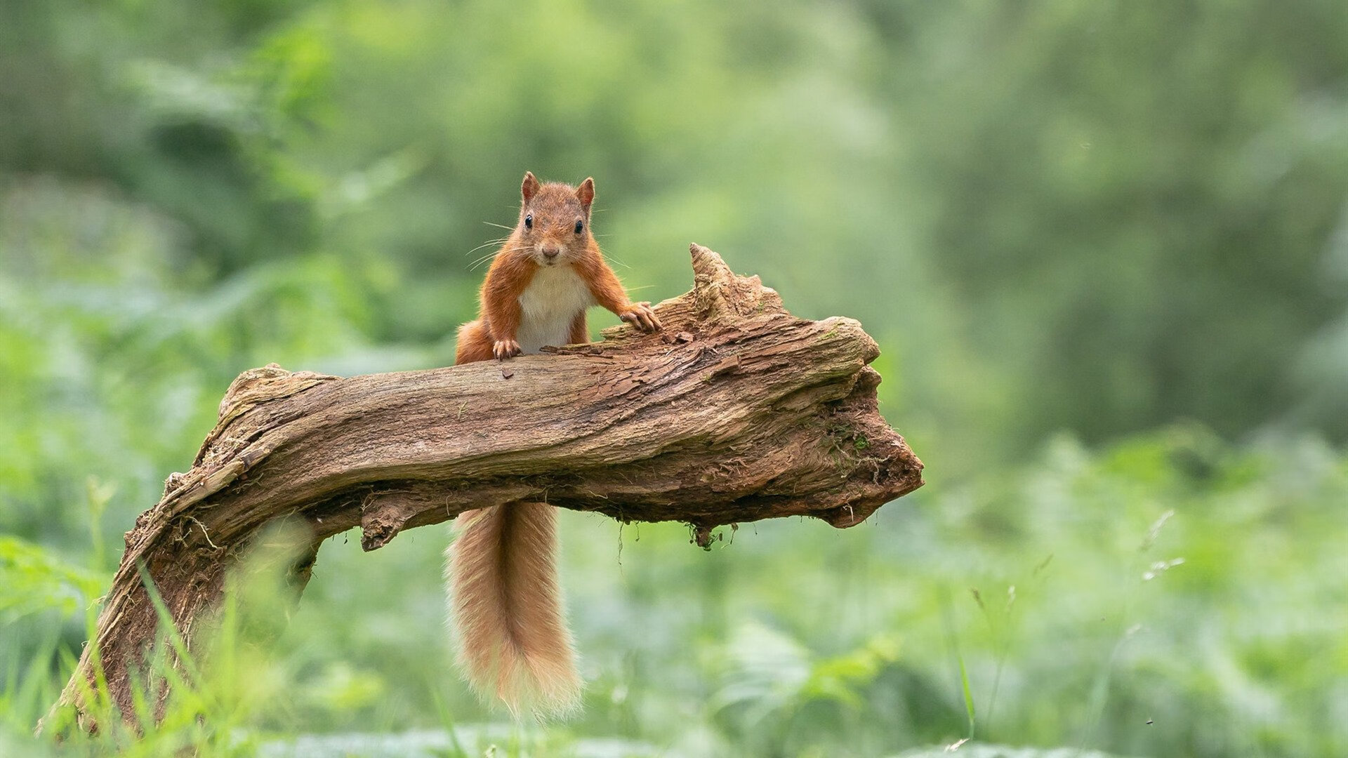 乌克兰队晋级欧洲杯十六强,表现令人惊喜,欧洲杯乌克兰队实力