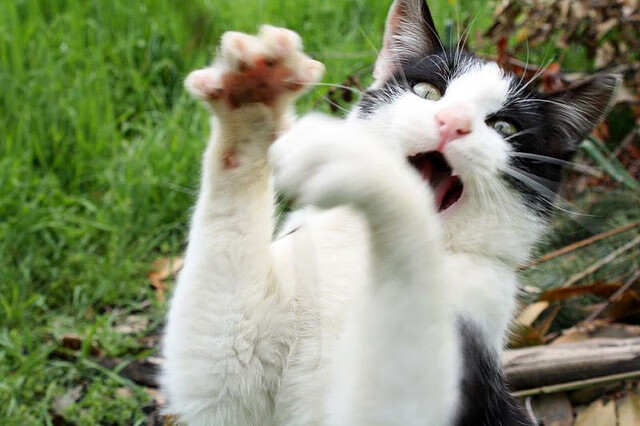 九游9游-同曦队防守反击能力增强，同曦队教练组都有谁