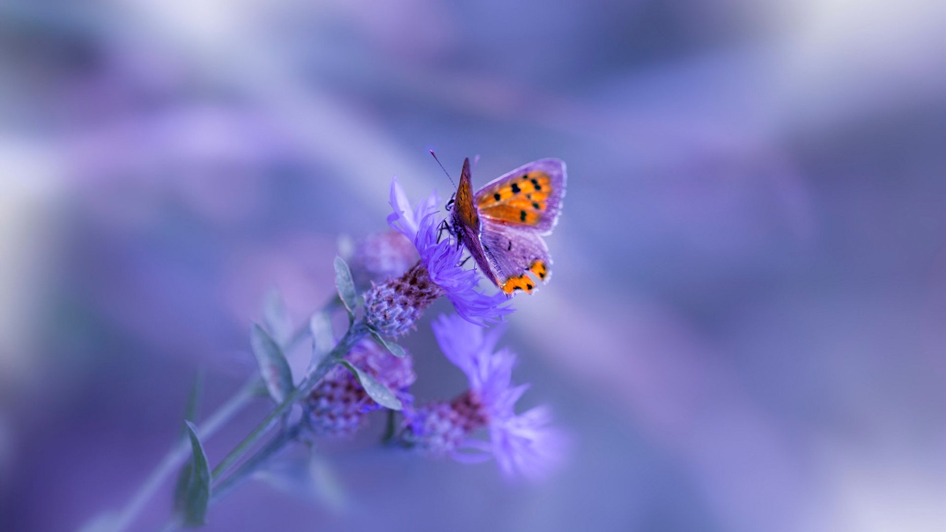 九游网页版官网-女足世界杯激烈小组赛战况，女足世界杯比赛