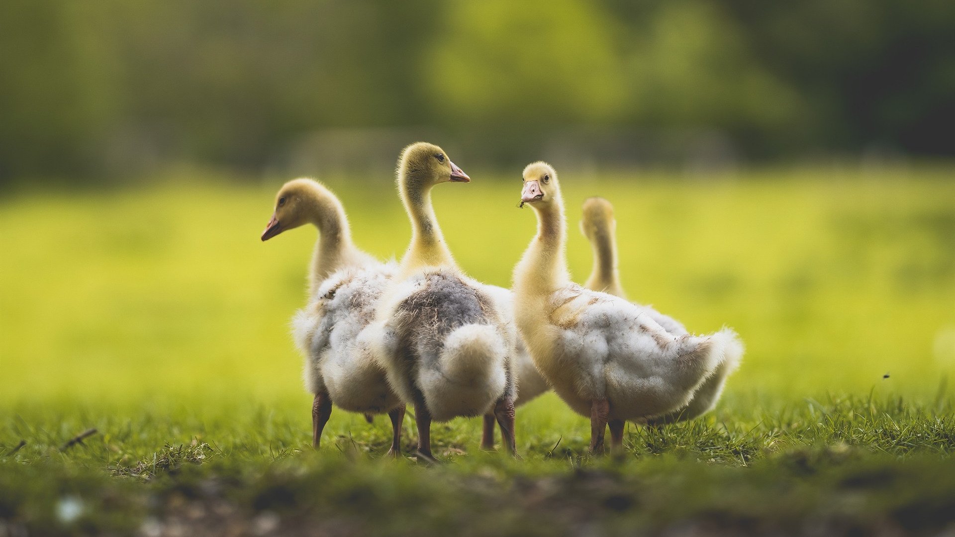 JIUYOU GAMING-摩纳哥主场失利，遗憾结束欧冠征程，摩纳哥进入欧冠决赛