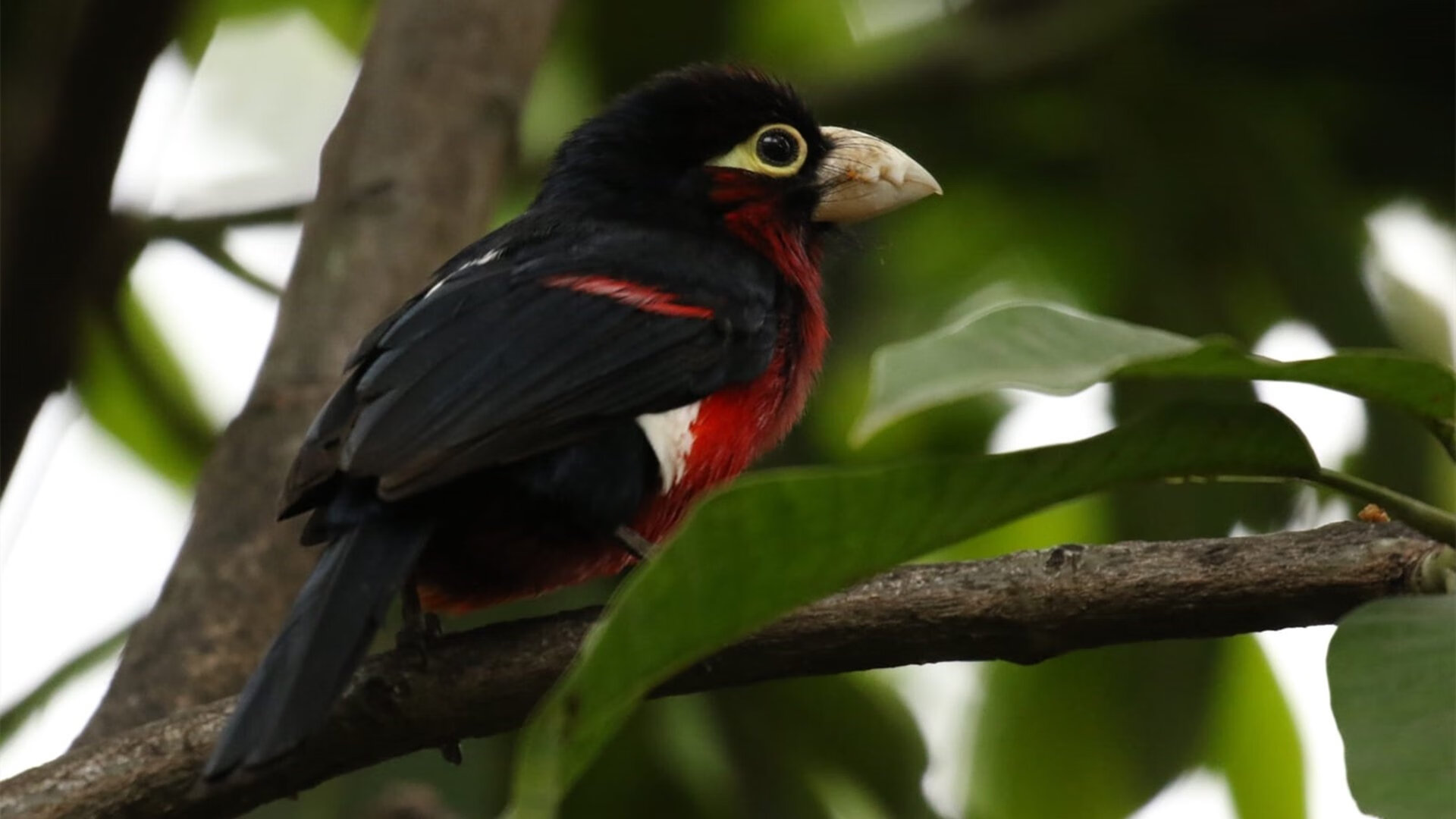 科洛·穆瓦尼在欧洲杯中获得银靴奖，穆科科fifa