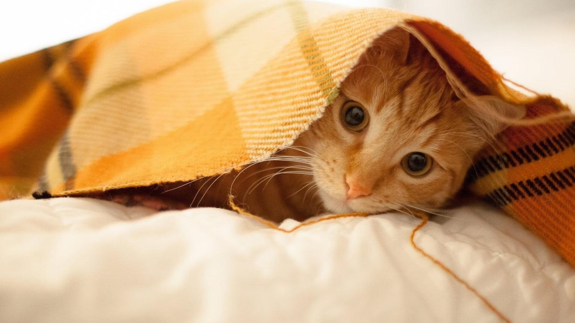 英格兰全场控球率高达68%，英格兰球队如何