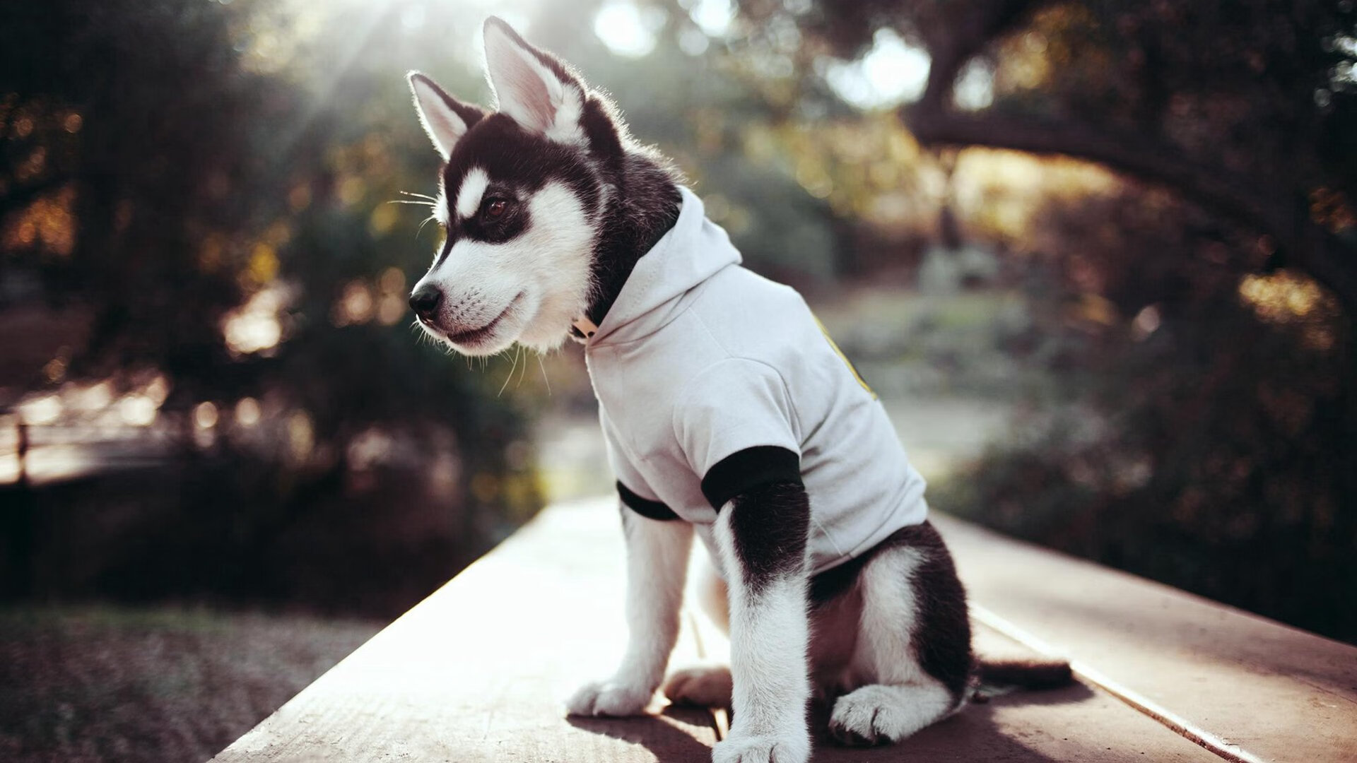 阿尔阿赫利客场表现稳健,阿尔赫尔德