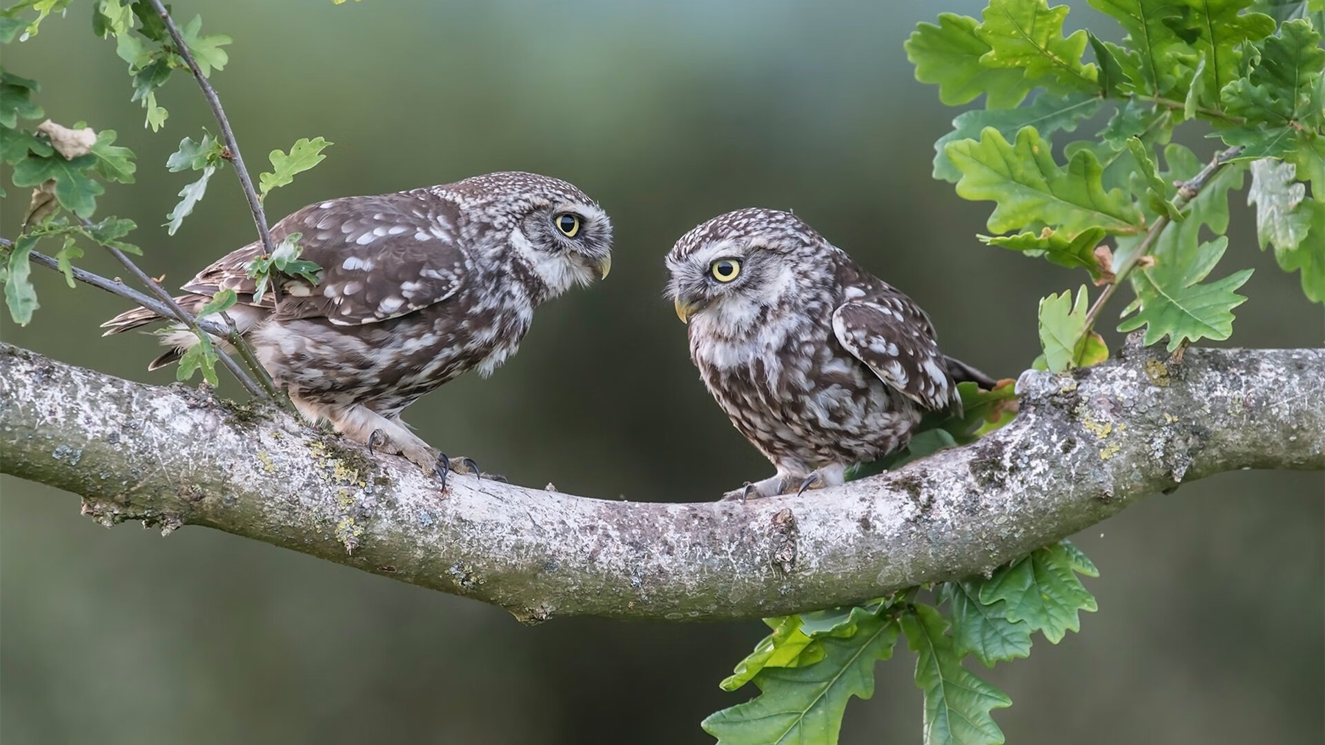 中超各队关键球员缺阵影响评估，中超 队伍