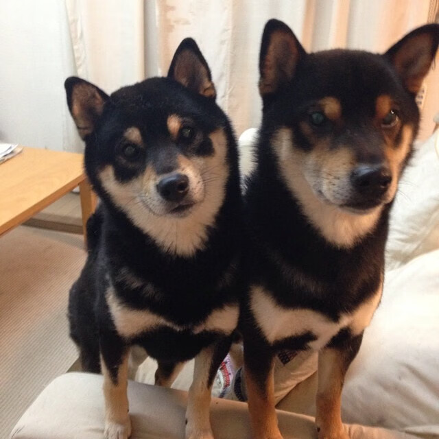 奥运会柔道项目规则调整提高比赛观赏性,奥运会柔道项目这么多