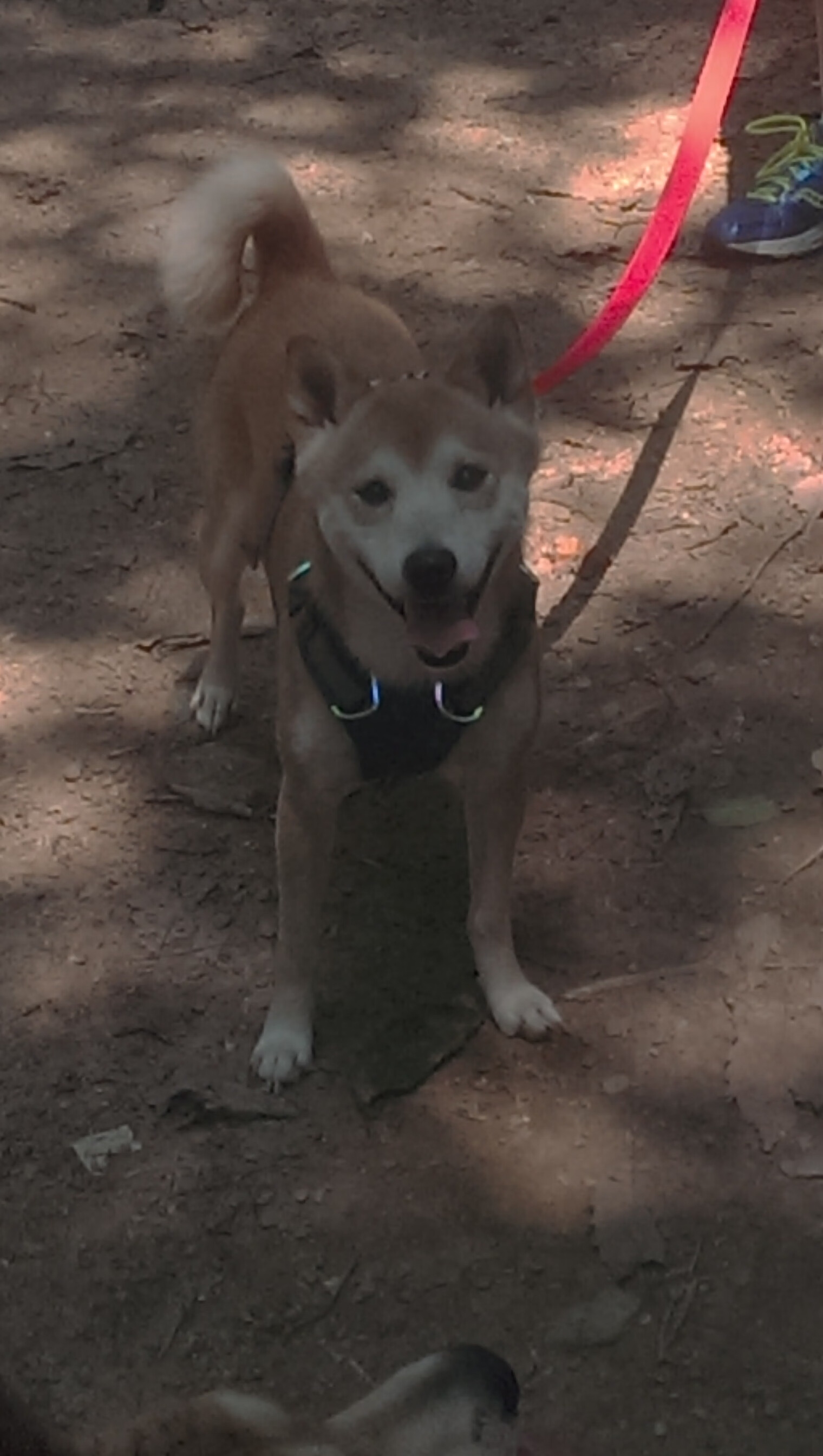 “马科斯·莫奇的防守技巧与战术适应力,助力阿根廷美洲狮队全面崛起”