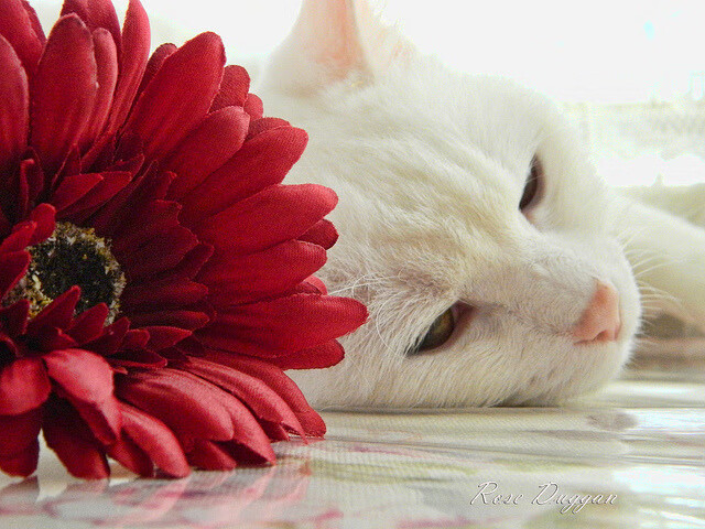 乌拉圭男篮在南美锦标赛中持续发光,提升国际影响力,乌拉圭男篮国家队阵容