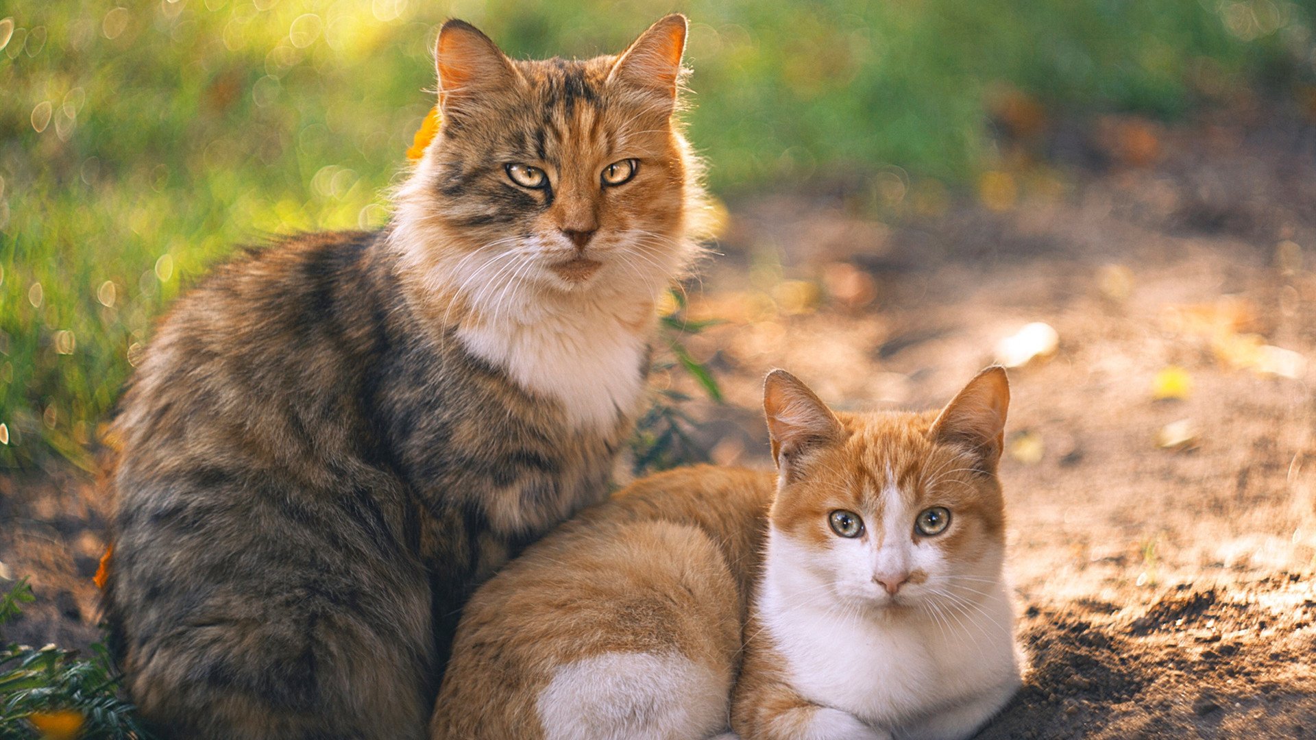 伊丽莎白·德克斯冲刺阶段表现抢眼,德雷克伊丽莎白女王