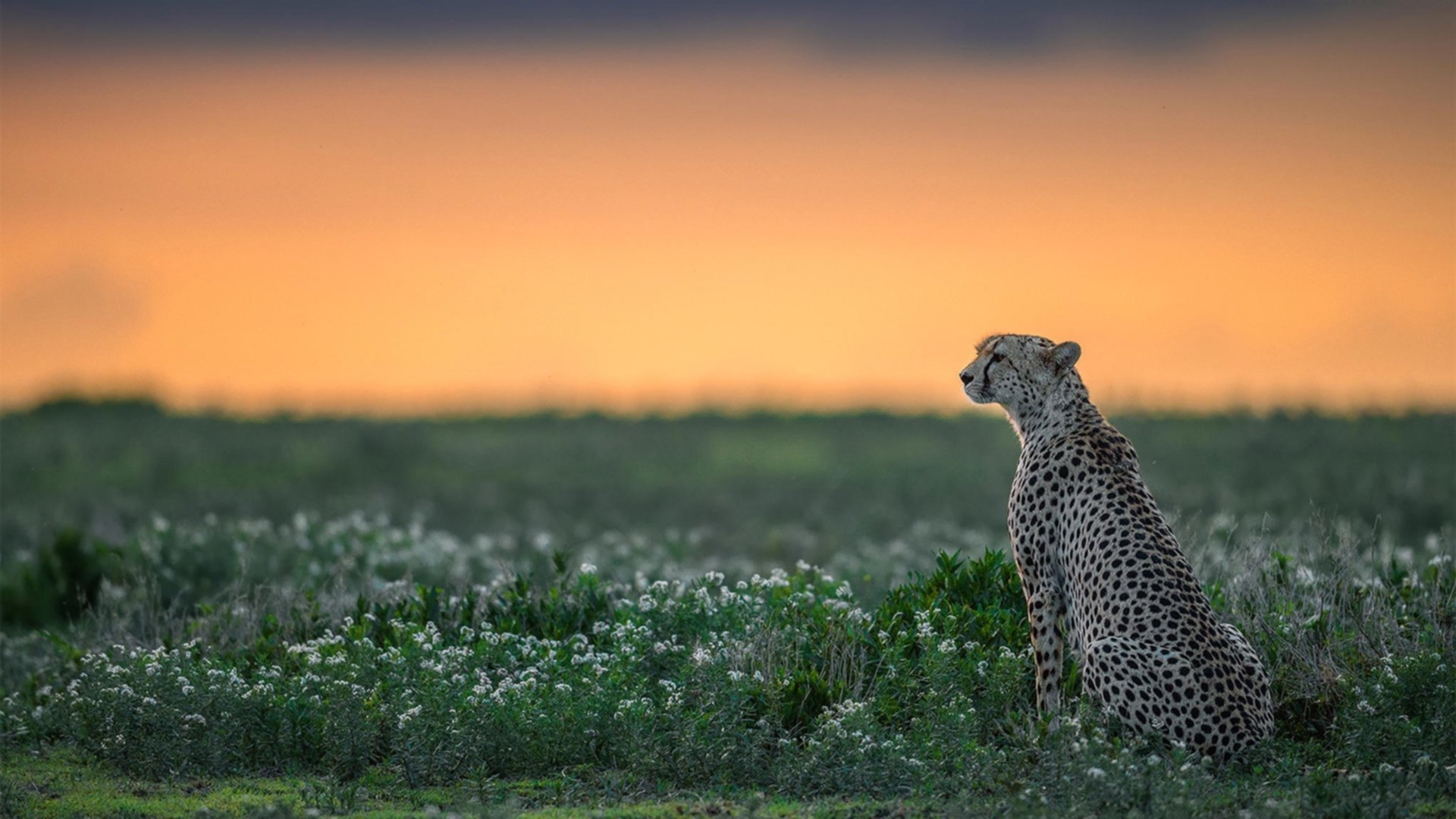 JIU YOU GAME-塞维利亚状态火热，冲击欧洲赛事佳绩
