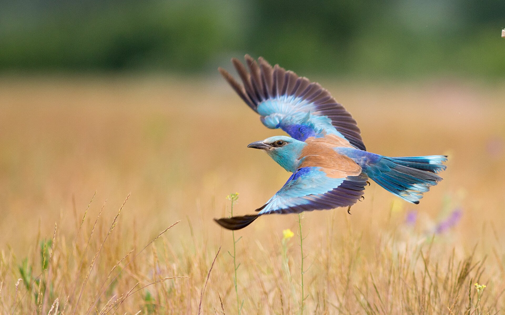 九游娱乐(jiuyou)官方网站-意甲经典对决：长传配合中的美感碰撞，意甲集锦2021