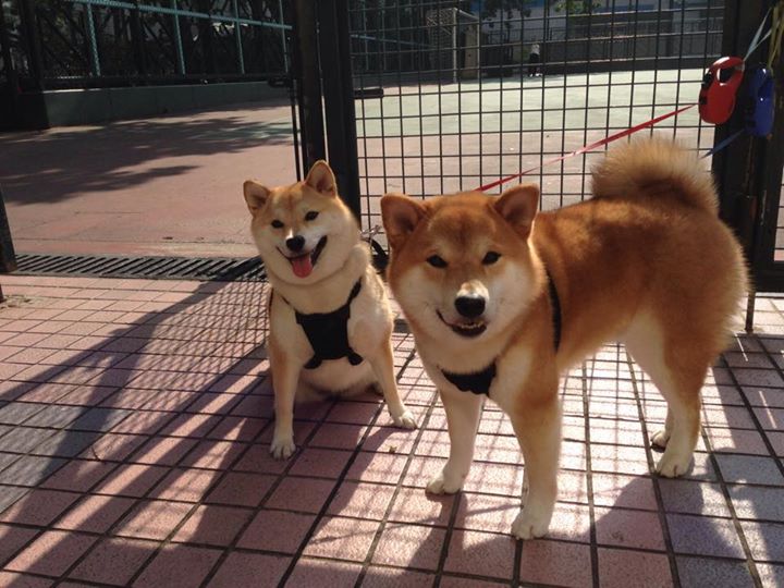 新西兰男子橄榄球队重振雄风,未来战术更加多元化,新西兰橄榄球国家队