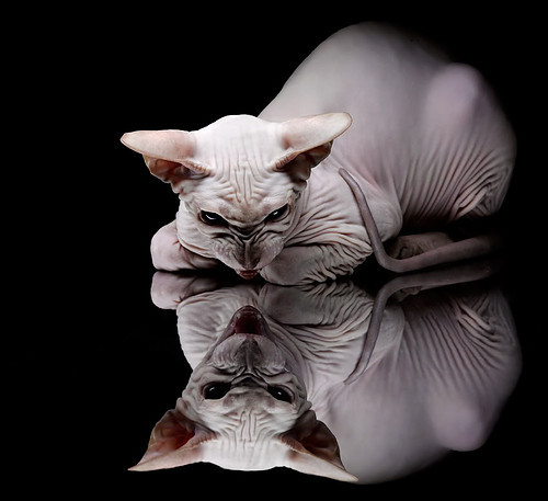 九游下载中心-热火外援采访称爱上海内外球迷文化，热火队视频