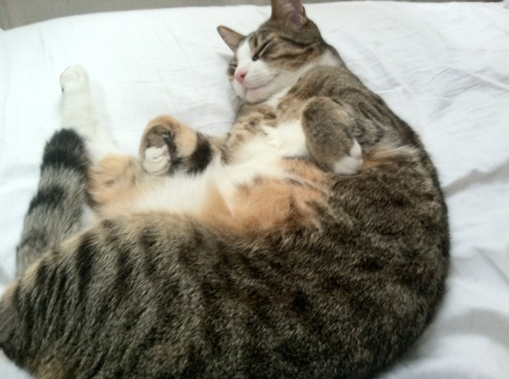 英超激烈角逐，豪门纷纷发力追榜首